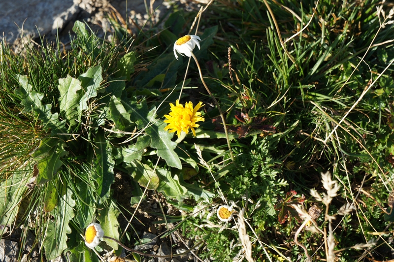 スイスに行くなら花がきれいな春から夏にかけてがいいらしい。 この時期は花があまりなかったけど、ハイキング途中にいくつか花が咲いていたので撮影