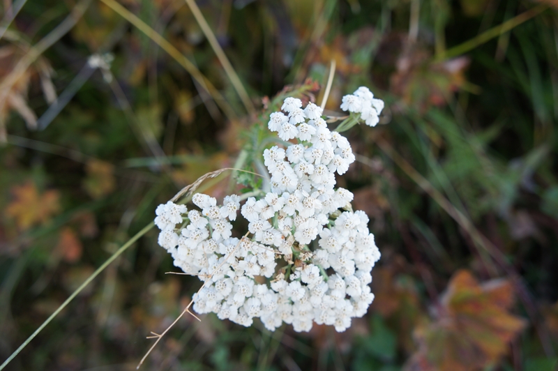 この花は日本で見たことがない花でした。