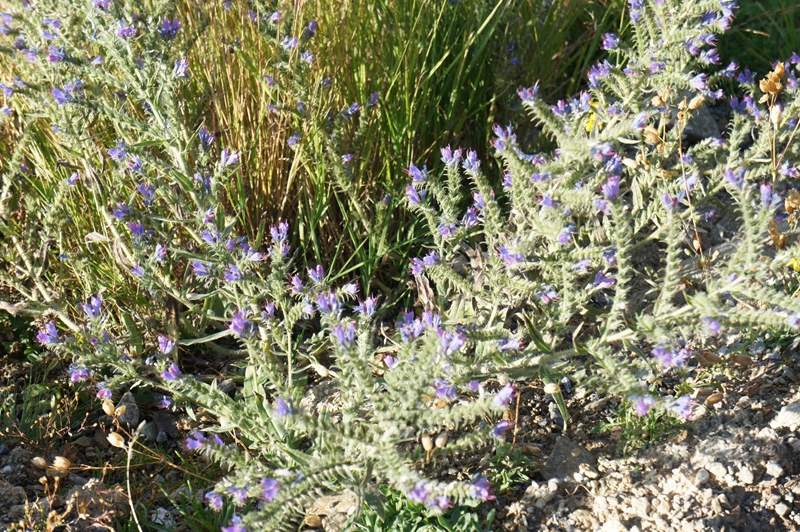 この花は日本で見たことがない花でした。